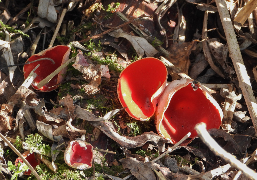 Sarcoscypha coccinea Rode klokbekerzwam Red bell cup